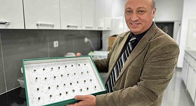 İstilacı "kahverengi kokarca"ya karşı samuray arısı: Yüzde 70 azaltıyor