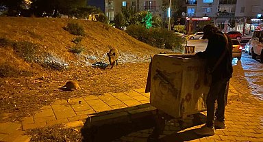 İzmir'de domuz sürüleri bu defa Balçova'ya indi