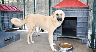 İznik'teki sokak hayvanları için tam teşekküllü merkez