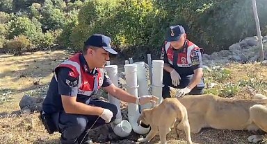 Jandarma, borulardan su ve yem kabı yapıp doğaya bıraktı