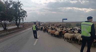 Jandarma ekipleri hayvanlar için güvenli geçiş sağladı