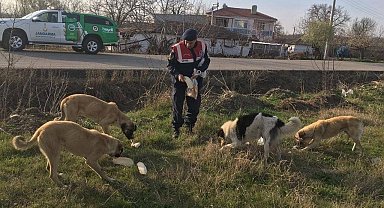 Jandarma sokak hayvanlarını elleriyle besledi