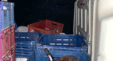 Jandarmanın durdurduğu araçta nakil belgesiz taşınan tavşan çıktı