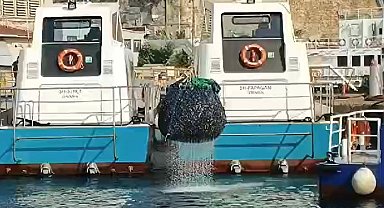 Kaçak avlanarak denize zulalanan 1,5 ton midye ele geçirildi