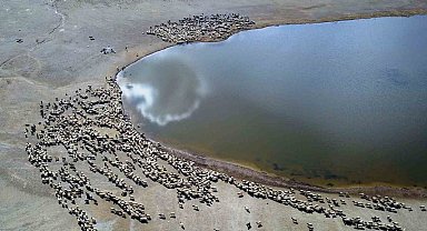 Kalp Gölü'ne su içmeye gelen sürüler kartpostallık görüntüler oluşturdu