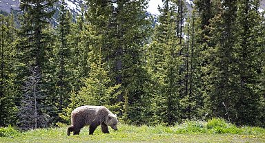 Kanada'da ulusal parkta bozayı saldırısı: 2 ölü