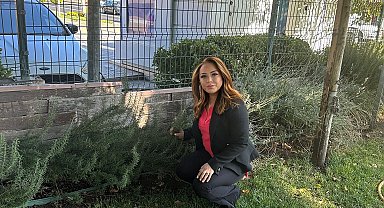 Kapari yağı ciltteki lekeleri gidermeye ve romatizmaya bire bir