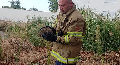 Kapı parmaklıklarına sıkışan kirpi itfaiye ekiplerince kurtarıldı