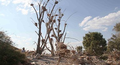 Karabataklar yeşil dokuya zarar verip, ağaçları kurutuyor