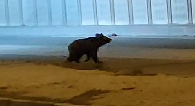 Karabük'te iş hanına giren ayı esnafa saldırdı