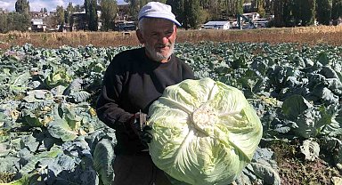 Kars'ta 50 yıldır lahana üretiyor