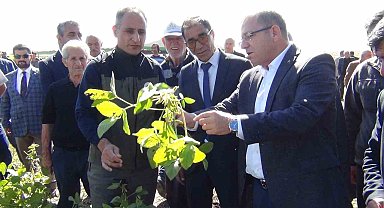 Kars'ta ilkkez ekilen soya fasulyesi hasadı yapıldı