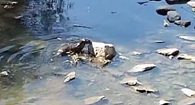 Kars'ta su samuru görüntülendi