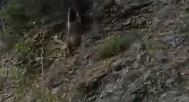 Karşılaştığı ayıyı "Oğlum gel" diye çağırdı