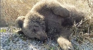 Kastamonu'da aracın çarptığı ayı telef oldu