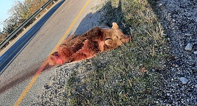 Kastamonu'da aracın çarptığı ayı telef oldu