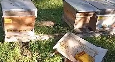 Kastamonu'da ayı, arı kovanlarını parçaladı