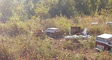 Kastamonu'da ayı, iki arı kovanını parçaladı