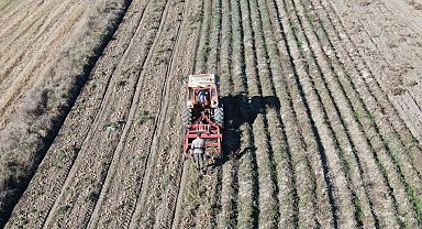 Kastamonu'da hasadı yapılan patatesin fiyatı çiftçilerin yüzünü güldürüyor