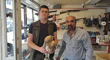 Kastamonu'da tedavisi tamamlanan kartal, doğaya salındı