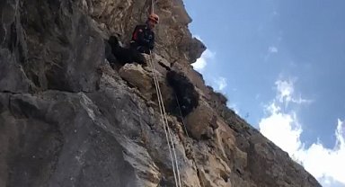 Kayalıkta mahsur kalan keçileri AFAD kurtardı