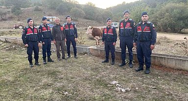 Kaybolan büyükbaş hayvanı jandarma buldu