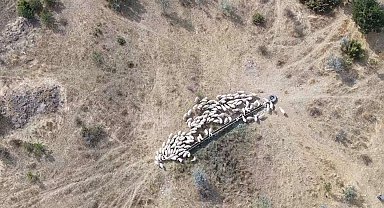 Kaybolan küçükbaş hayvan sürüsü, jandarma ekiplerince bulundu