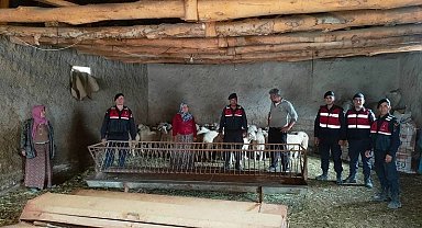 Kaybolan küçükbaş hayvanları jandarma buldu
