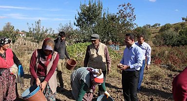 Kaymakam Han kadın işçilerle patates topladı