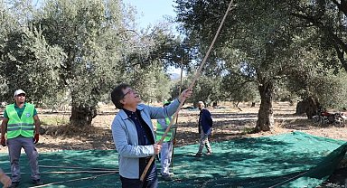Kazdağları eteklerinde zeytin hasadı başladı