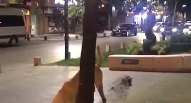 Kazılan topraklar ekipleri harekete geçirmişti, bakın altından kim çıktı