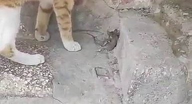 Kediye yem olmak istemeyen fare, ölü taklidi yaparak kurtuldu