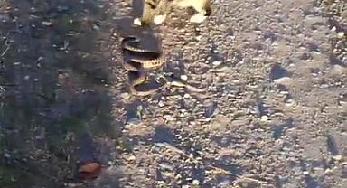 Kediyle yılanın kavgasının galibi kedi oldu