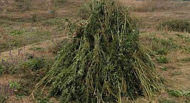 Kendiliğinden Yetişen 66 Bin 622 Kök Kenevir İmha Edildi