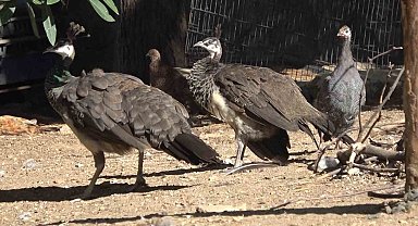 Kendini tavus kuşu sanıyor