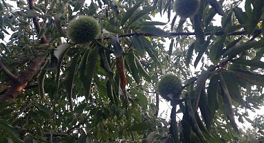 Kestane üreticisi bu yıl endişeli