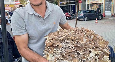 Kestaneye niyet, mantara kısmet: 17 kiloluk dev mantar buldu