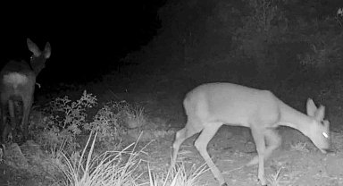 Kırıkkale'deki yaban hayatı fotokapanlara yansıdı