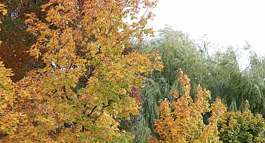 Kırşehir'de sonbahar güzelliği: Renk cümbüşü ortaya çıktı