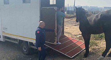 Kocaeli'de yakalanan başıboş at Tekirdağ'a gönderildi