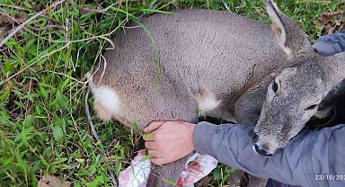 Köpeklerin saldırısına uğrayan karacayı işçiler kurtardı