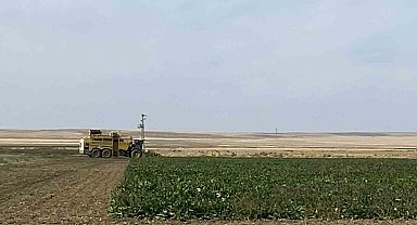 Kulu'da pancar hasadı başladı