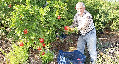 Kumluca'da hasadı devam eden narda 20 bin ton rekolte bekleniyor