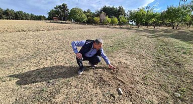 Kurak hava safranı da vurdu