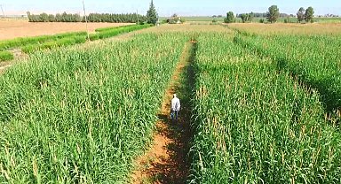 Kuraklığa ve sıcağa dayanıklı inci darısı Şanlıurfa'da alternatif ürün oluyor