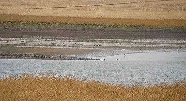 Kuraklık nedeniyle Diyarbakır'da 300 kuş türü tehdit altında