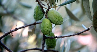 Kuraklık zeytin ve zeytinyağı üretimini olumsuz etkiliyor