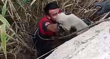 Kurtarılan yavru köpeklerin sevgi gösterisi yürekleri ısıttı