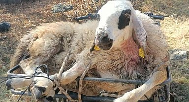 Kurtlar 50 koyunu telef etti