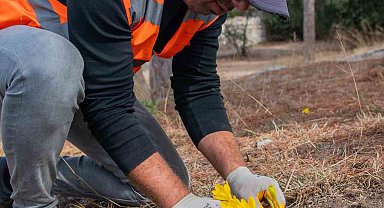 Kuşadası Belediyesi 'Sarı Çiğdem Çiçeği'ni koruma altına aldı